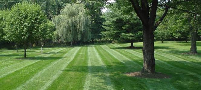 Bi Weekly Lawn Mowing Service